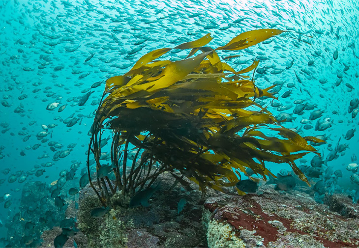 ORIS豪利時Aquis系列Kelp Forest限量腕錶