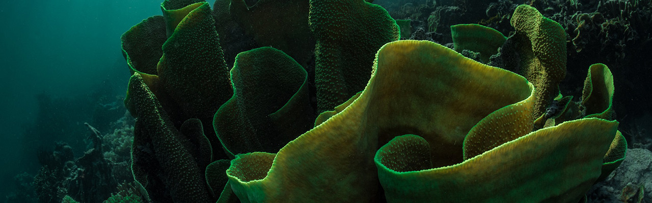 寶珀支持Sulubaaï環境基金會 於菲律賓周圍建立海洋保護區