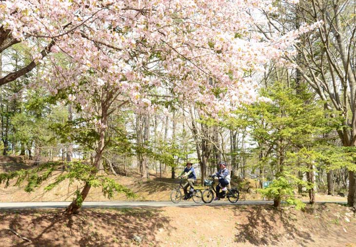 北海道富良野春夏旅遊攻略
