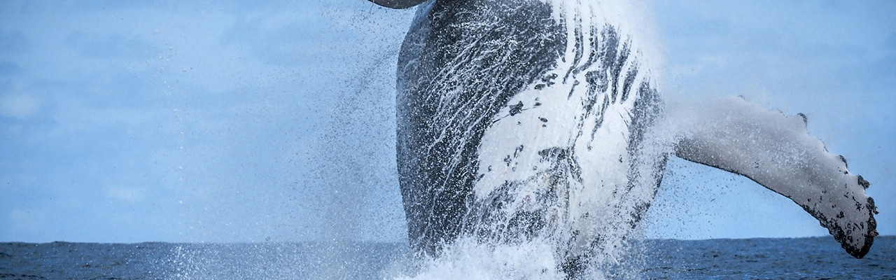 「藍色使命」計劃宣佈於哥斯達黎加奧薩半島設立新「希望點」