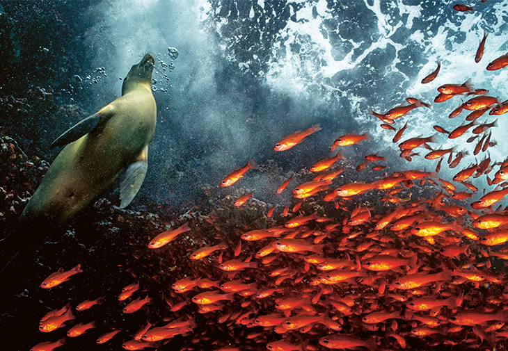 ROLEX勞力士「保護地球 · 恒動不息」計劃