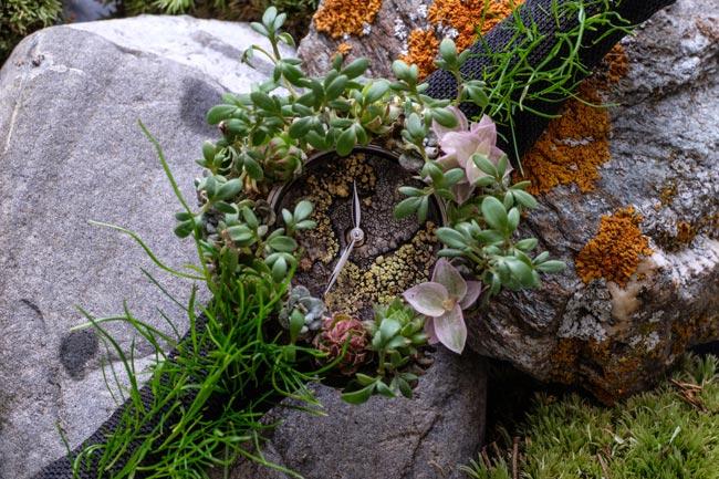 2019 Pre-SIHH 脆弱生態系統的脆弱時計 亨利慕時 Nature Watch