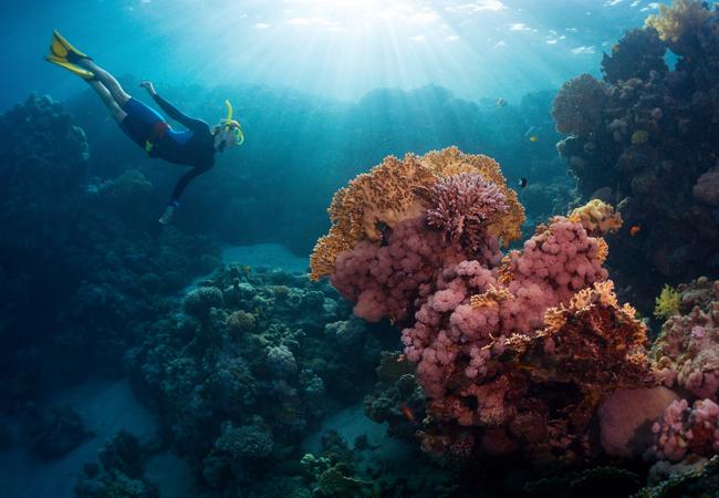 101World Masterpiece 展覽的潛水錶區