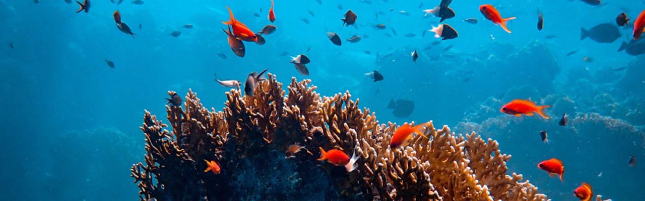 寶珀繼續支持聯合國2021年世界海洋日