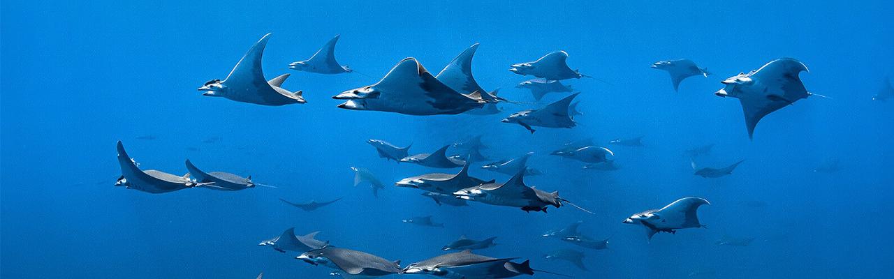 勞力士合作夥伴 藍色使命計劃公佈新希望點