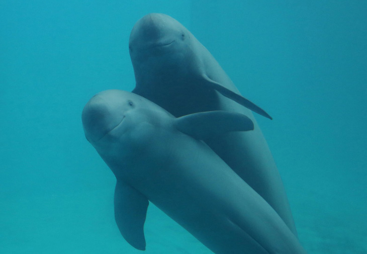 ORIS豪利時Aquis長江江豚限量腕錶