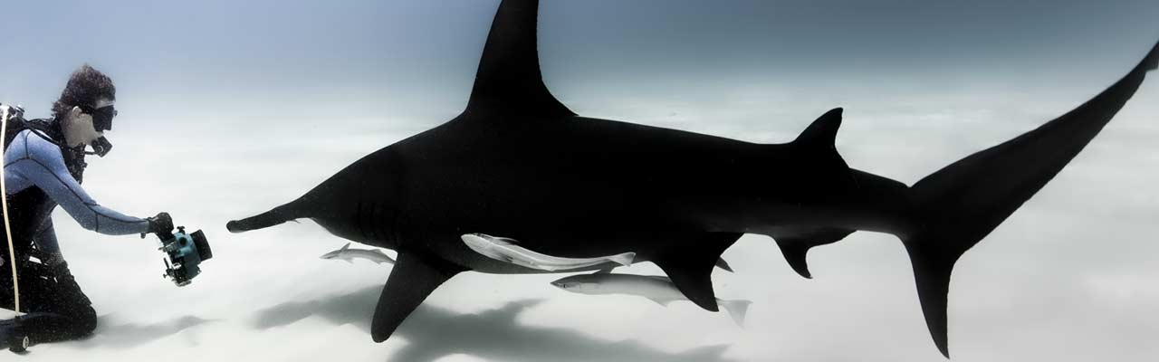 ULYSSE NARDIN雅典錶DIVER潛水錶錘頭鯊特別款DIVER [Hammerhead Shark]