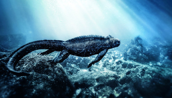 為了加拉帕戈斯群島的美好未來 IWC慶祝達爾文科研站成立五十週年