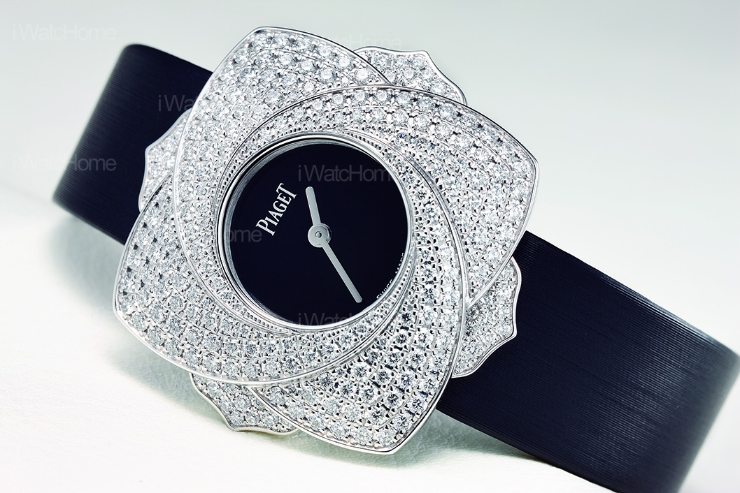 Limelight Blooming Rose