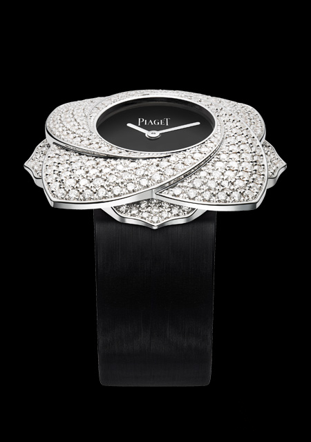 Limelight Blooming Rose